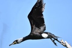 Kormoran auf Fischjagd