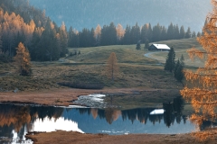 Lärchen am See